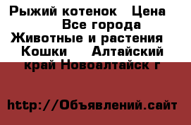 Рыжий котенок › Цена ­ 1 - Все города Животные и растения » Кошки   . Алтайский край,Новоалтайск г.